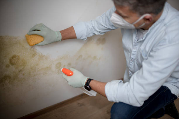 Best Bathroom Mold Remediation in Santa Moni, CA