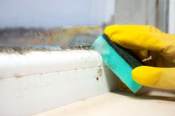 Best Insurance-Related Mold Remediation in Santa Moni, CA