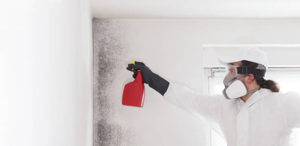 Trusted Santa Monica, CA Mold Remediation Experts