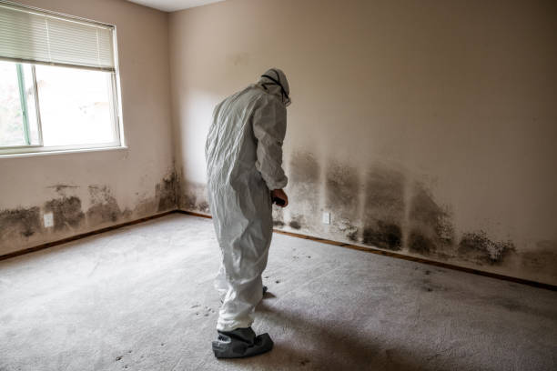 Best Health and Safety Mold Remediation in Santa Moni, CA