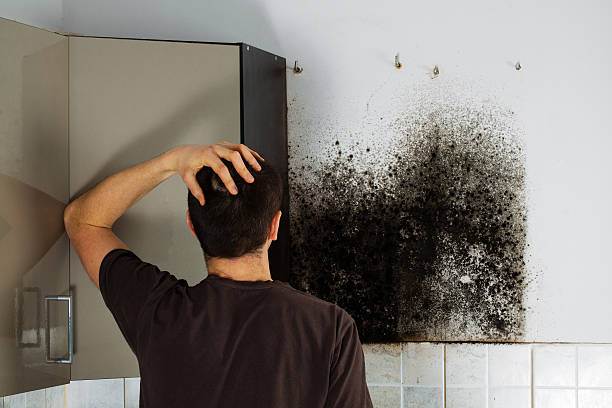 Best HVAC Mold Remediation in Santa Moni, CA